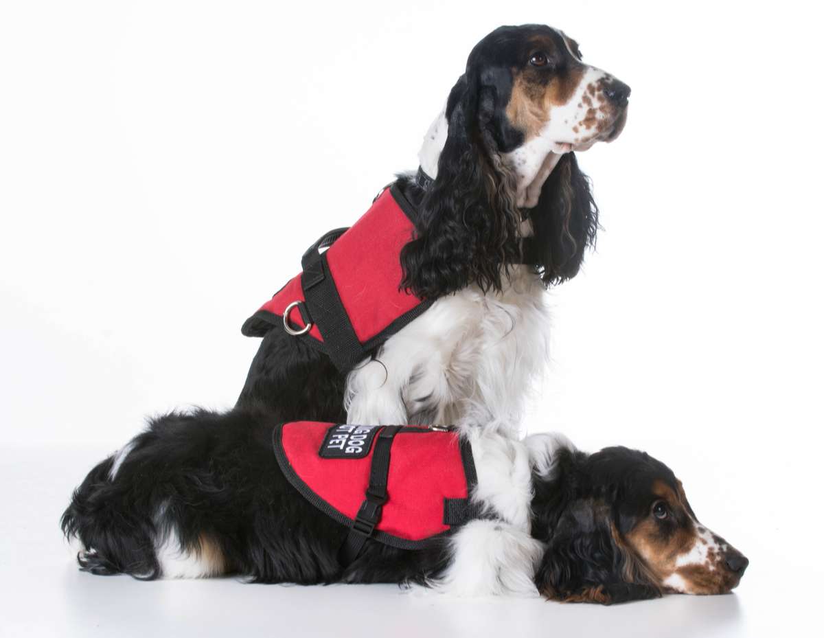 Service dogs