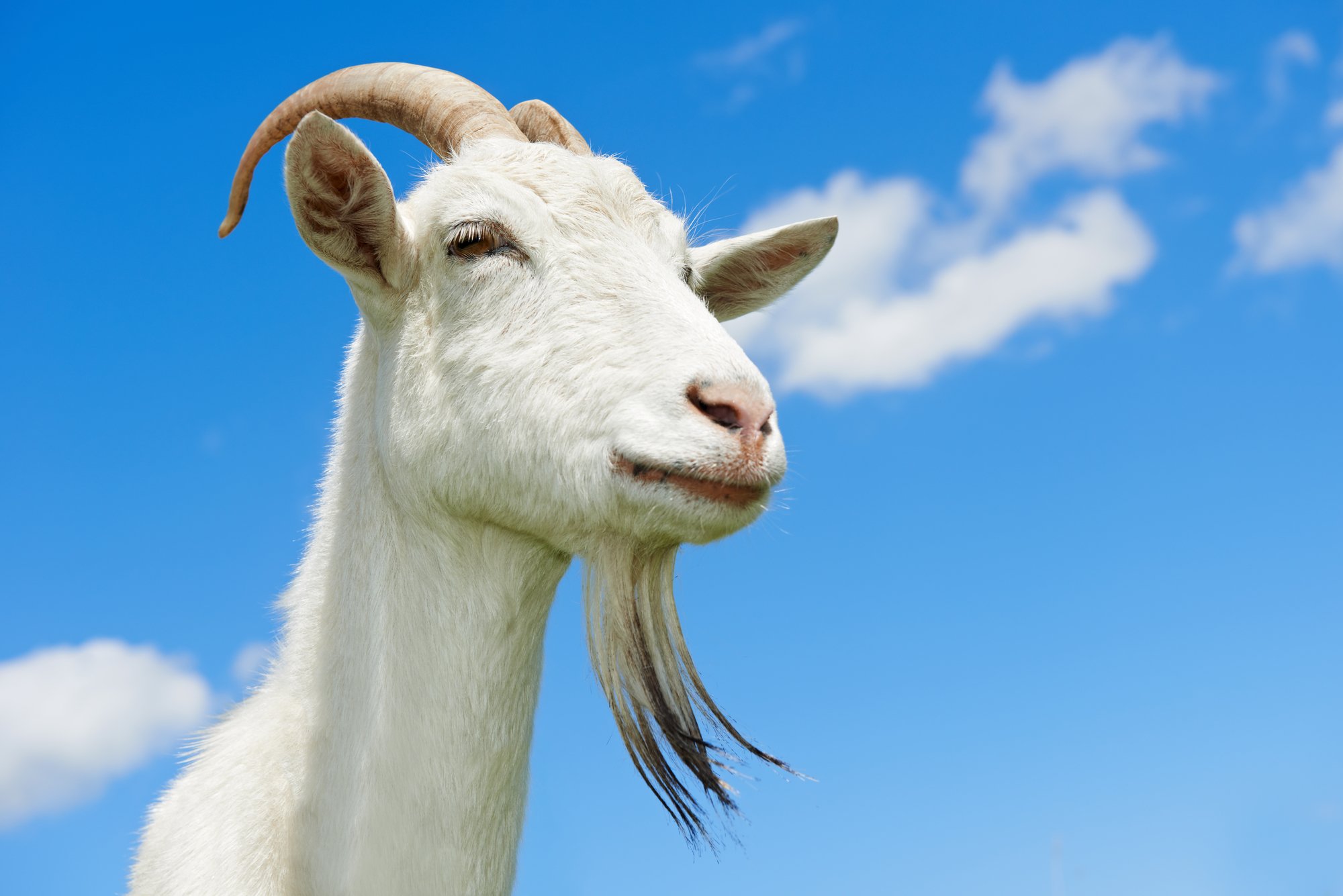 Goat with horn at green pasture