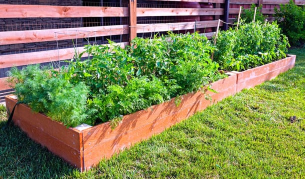 Vegetable garden